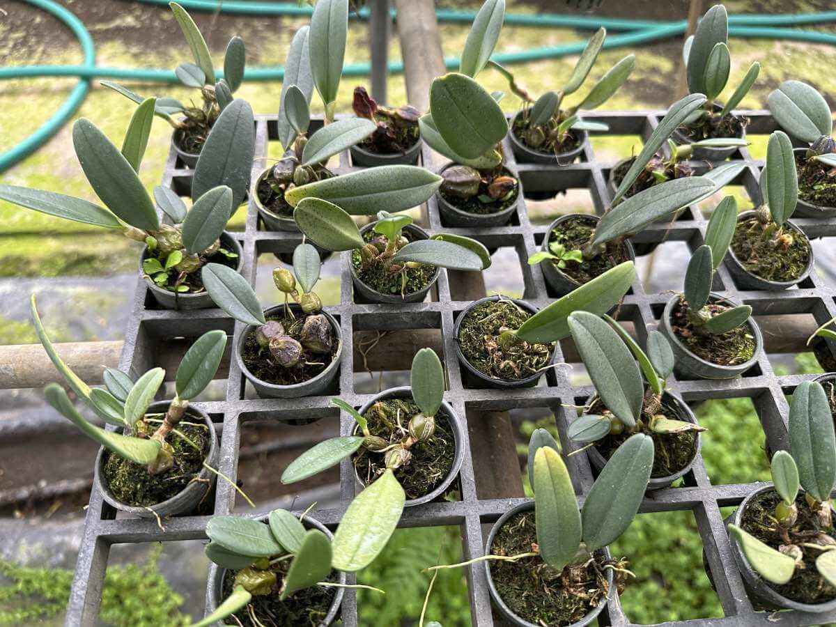 Bulbophyllum frostii