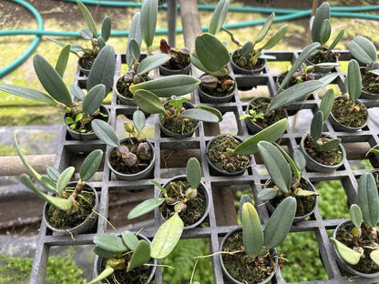 Bulbophyllum frostii
