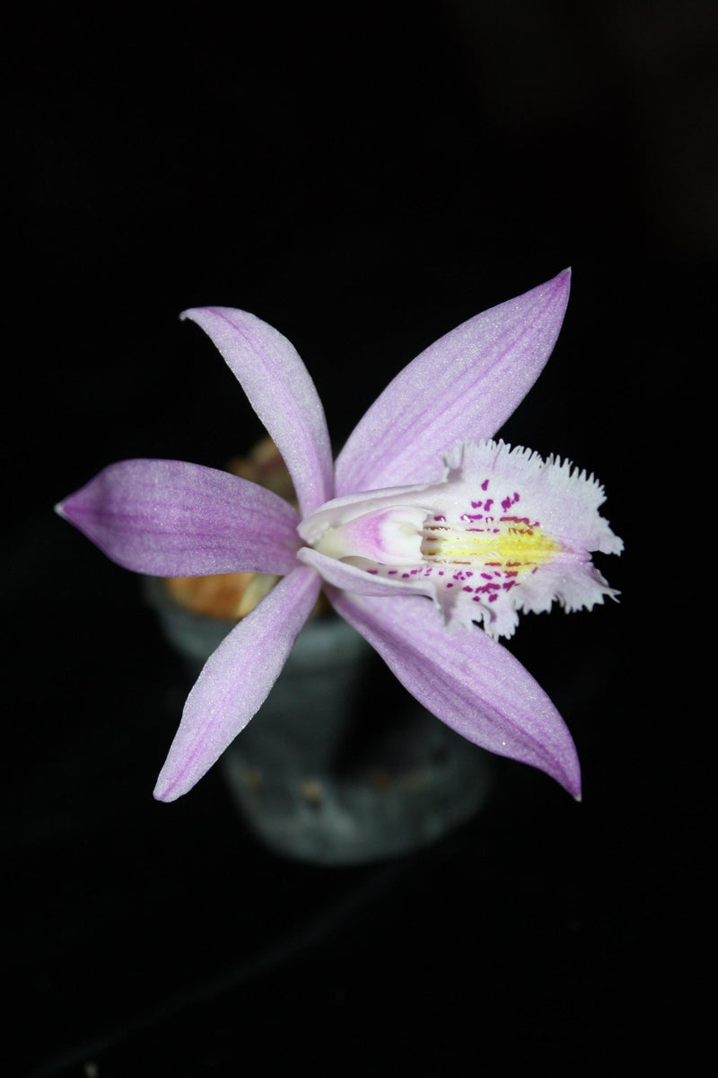 Pink Orchid Flower Mug | Botanical Photography, Floral Coffee Cup