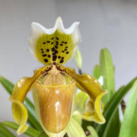 Paphiopedilum exul