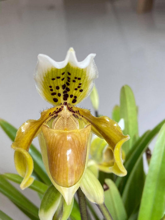 Paphiopedilum exul
