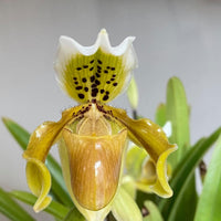 Paphiopedilum exul