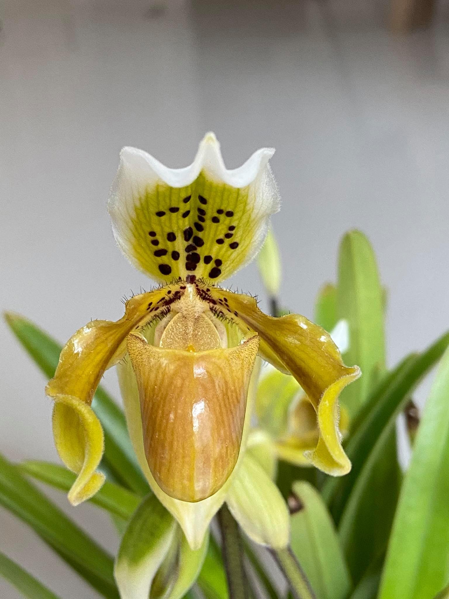 Paphiopedilum exul