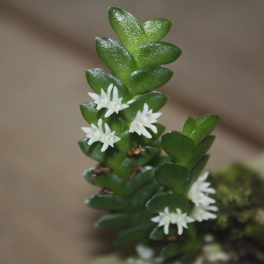 Microsaccus griffithii