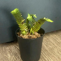 Microsaccus griffithii