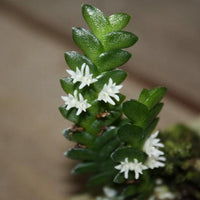 Microsaccus griffithii