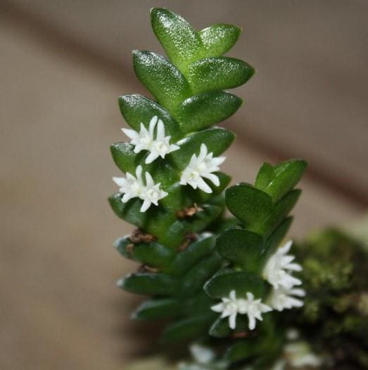 Microsaccus griffithii