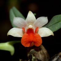 Den.bellatulum Orchid Plant