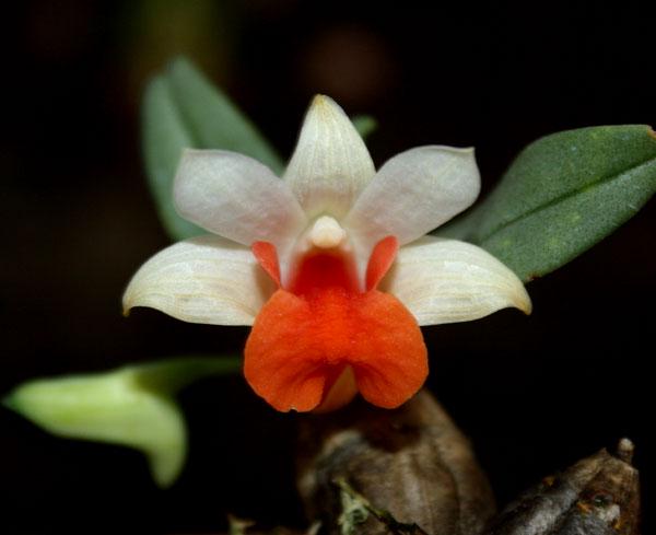 Den.bellatulum Orchid Plant
