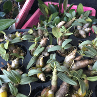 Den.bellatulum Orchid Plant