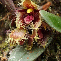 Bulbophyllum dayanum