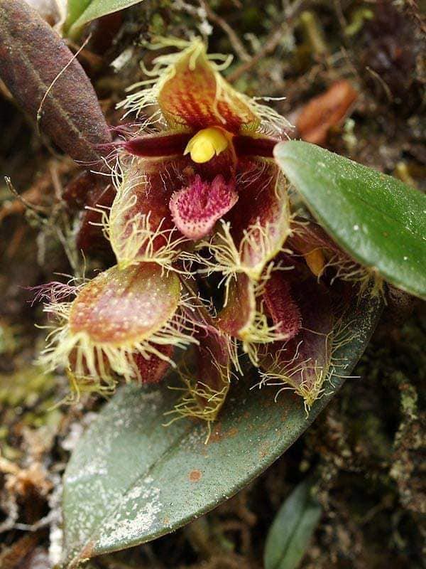 Bulbophyllum dayanum
