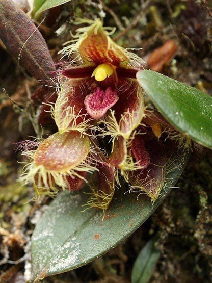 Bulbophyllum dayanum