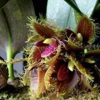 Bulbophyllum dayanum