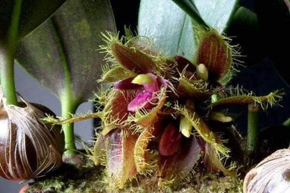 Bulbophyllum dayanum