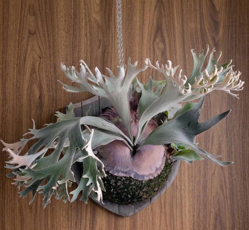 Platycerium Ginka