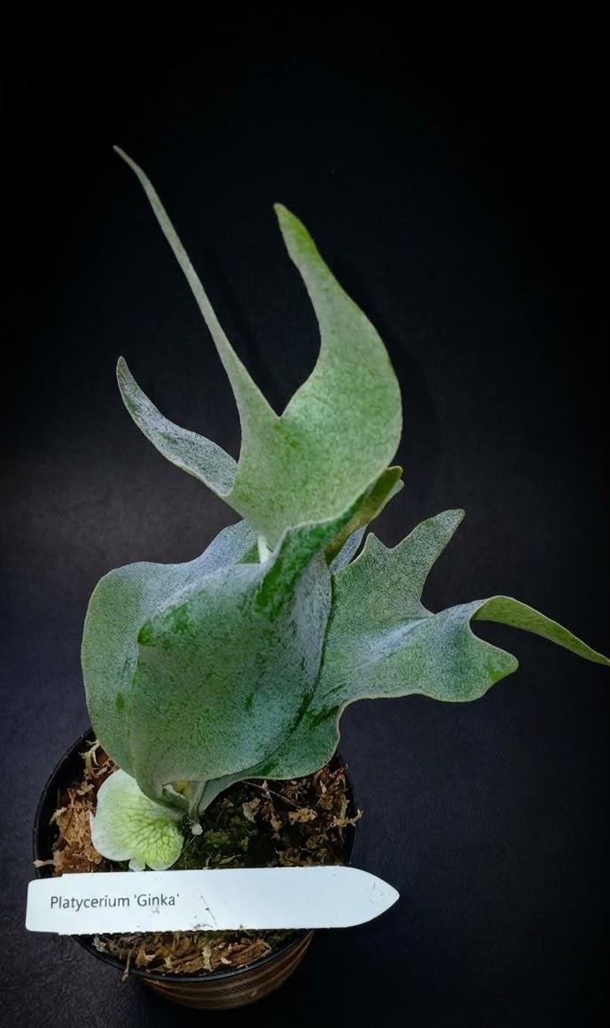 Platycerium Ginka