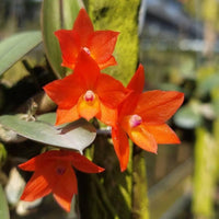Cattleya cernua