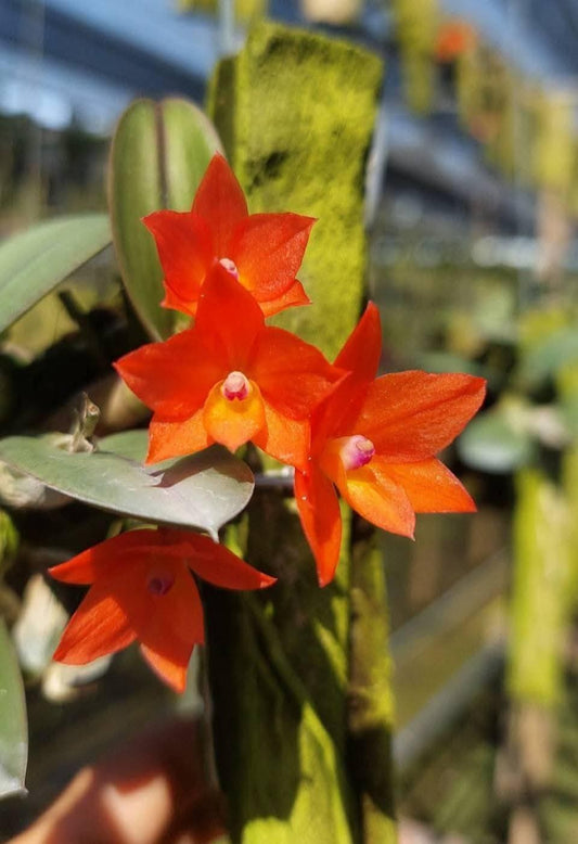 Cattleya cernua