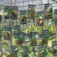 Cattleya cernua