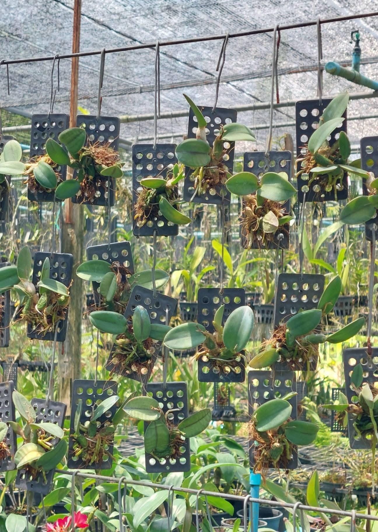 Cattleya cernua
