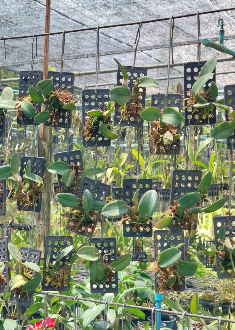 Cattleya cernua (Sophronitis nodding)