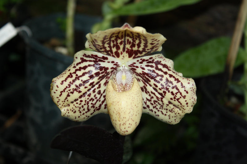 Paphiopedilum godefroyae Orchid, Lady Slipper Live Plant, Bloom Size