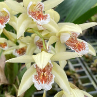 Coelogyne asperata