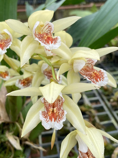 Coelogyne asperata