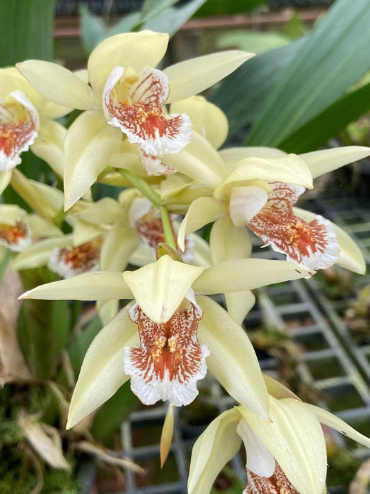 Coelogyne asperata