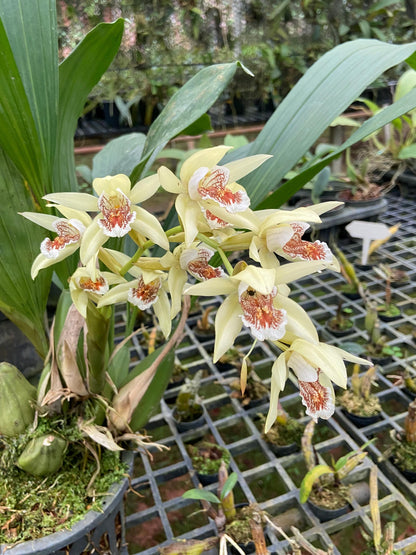 Coelogyne asperata