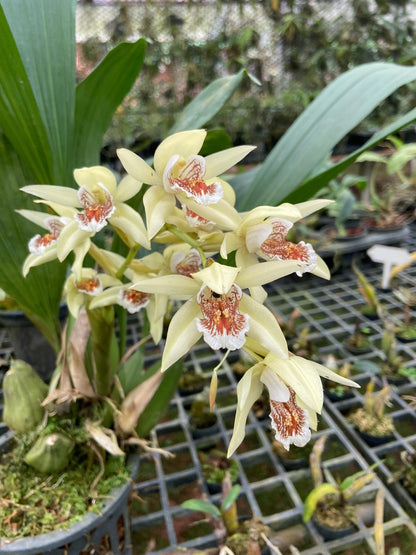 Coelogyne asperata
