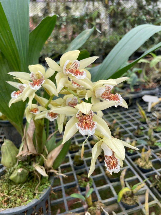 Coelogyne asperata