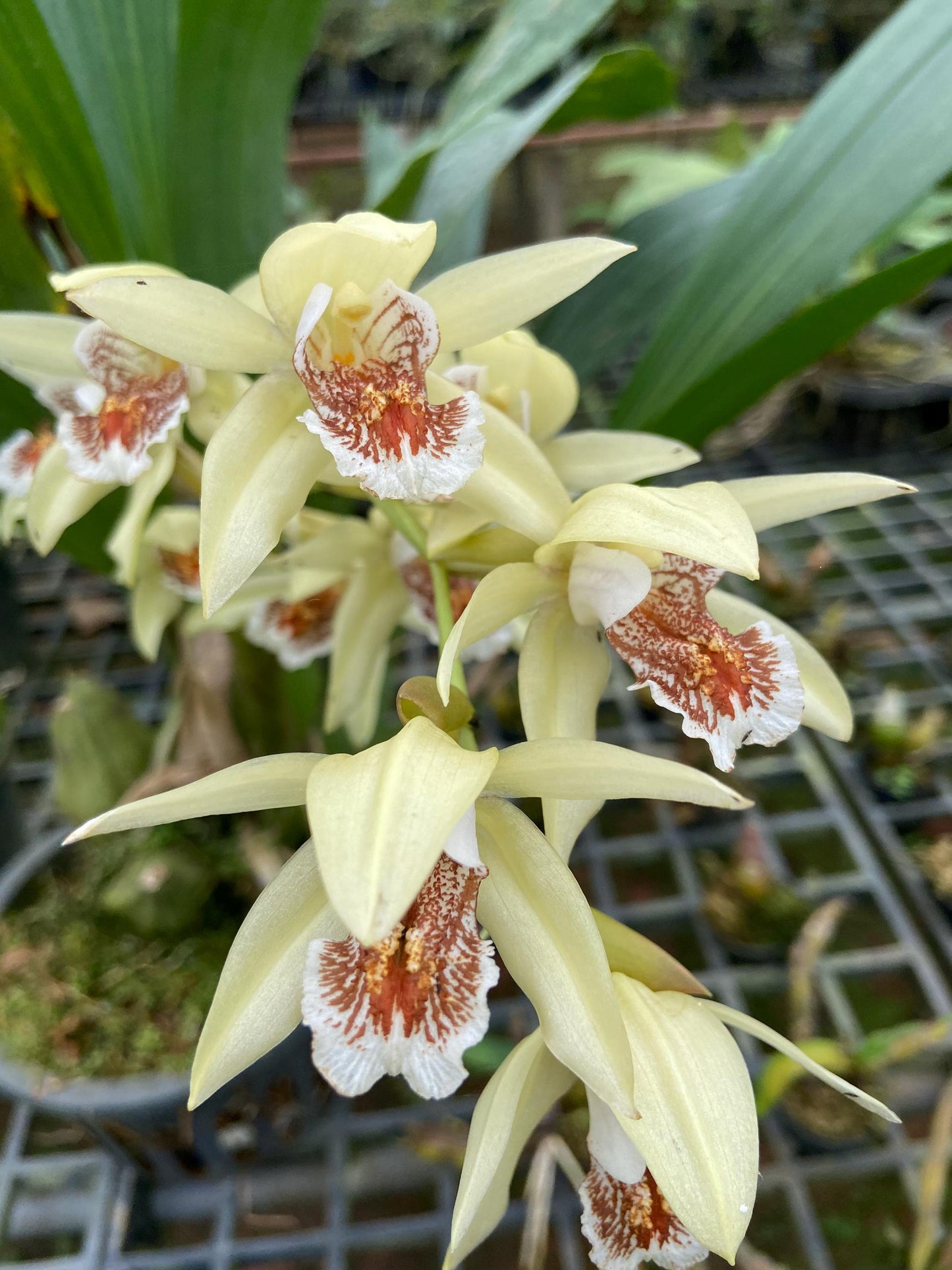 Coelogyne asperata