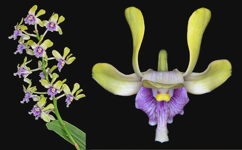 Dendrobium violaceoflavens 1 Plant Orchid Species (Bloom Size)