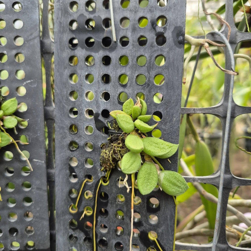 Dendrobium linguiforme Orchid Plant : Mounted Epiphytic Species (Bloom Size)