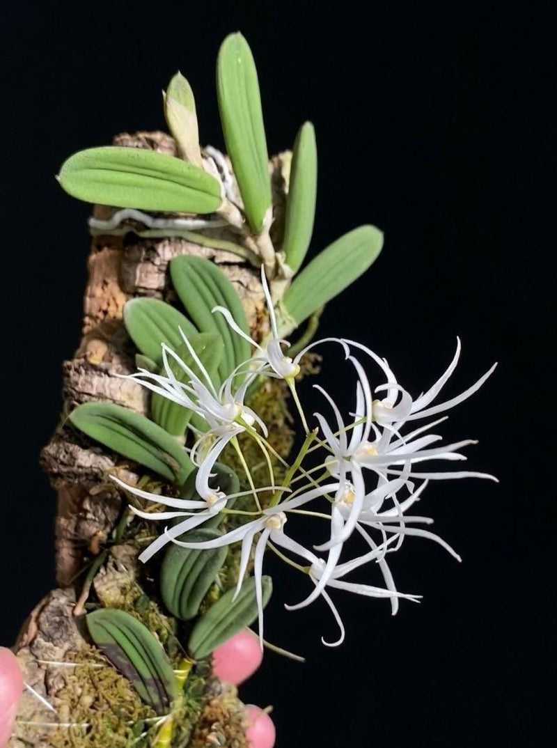 Dendrobium linguiforme Orchid Plant : Mounted Epiphytic Species (Bloom Size)