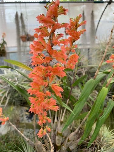 Dendrobium faciferum