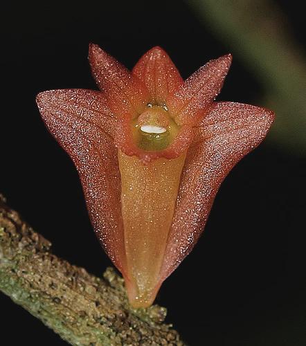 Dendrobium faciferum