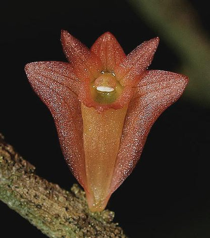 Dendrobium faciferum