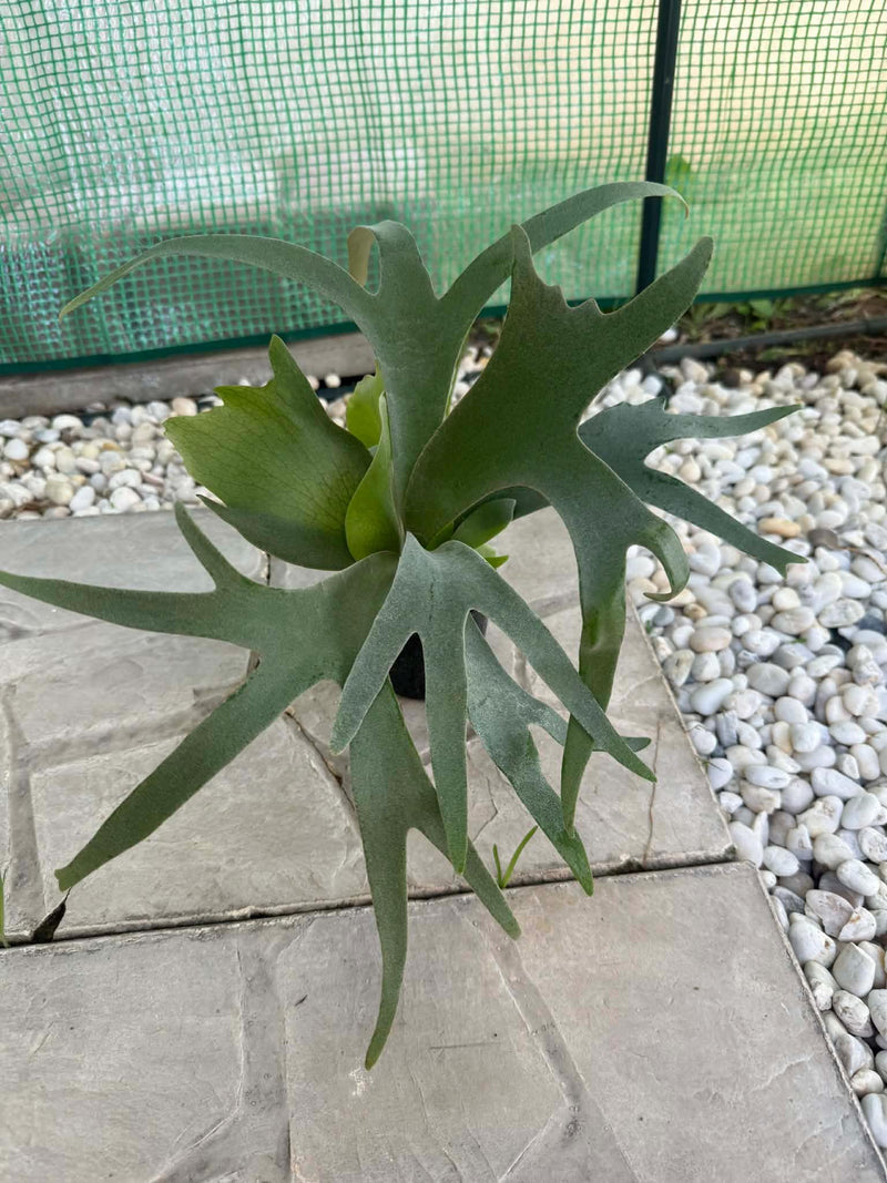 Platycerium willinckii Yellow Moon 1 Plant