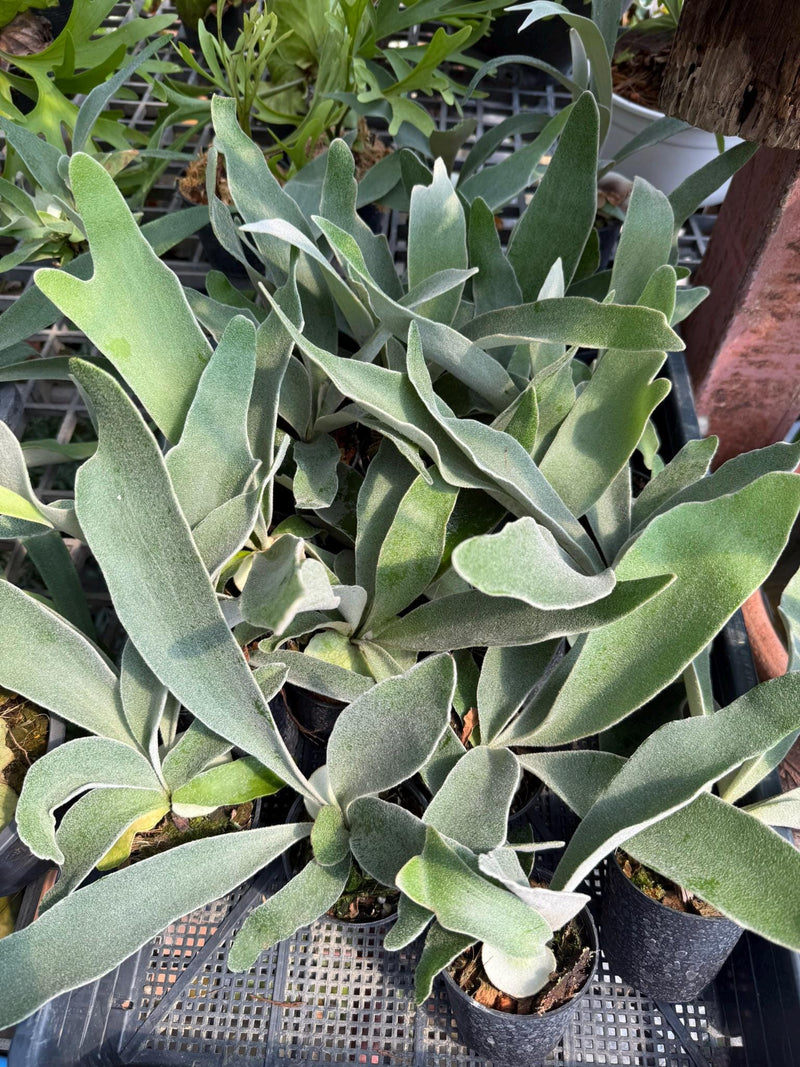 Staghorn Fern - Platycerium veitchii 'Lemoinei' - 2" Pot 1 Plant