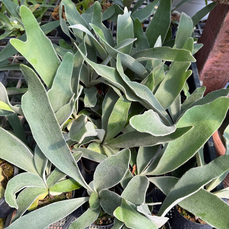 Staghorn Fern - Platycerium veitchii 'Lemoinei' - 2" Pot 1 Plant