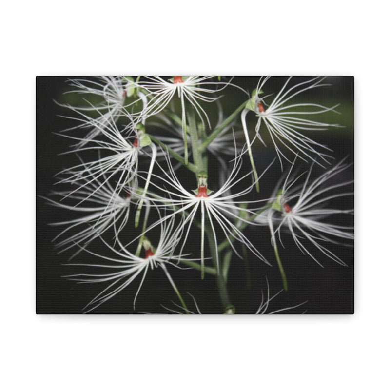 Ethereal White Spider Orchid Matte Canvas Print  Botanical Wall Art Habenaria medusae