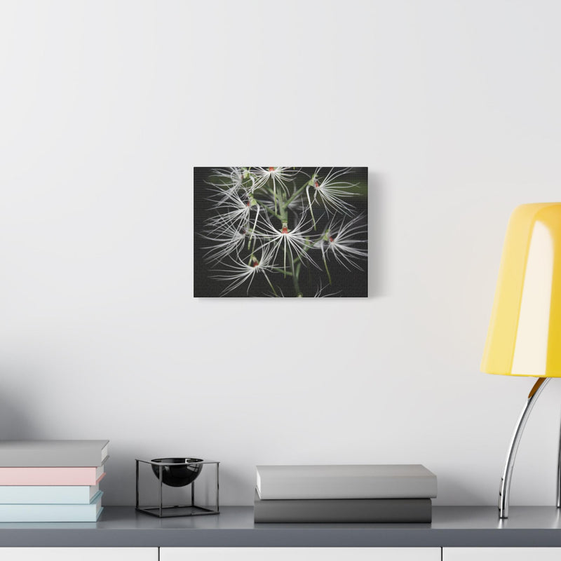 Ethereal White Spider Orchid Matte Canvas Print  Botanical Wall Art Habenaria medusae