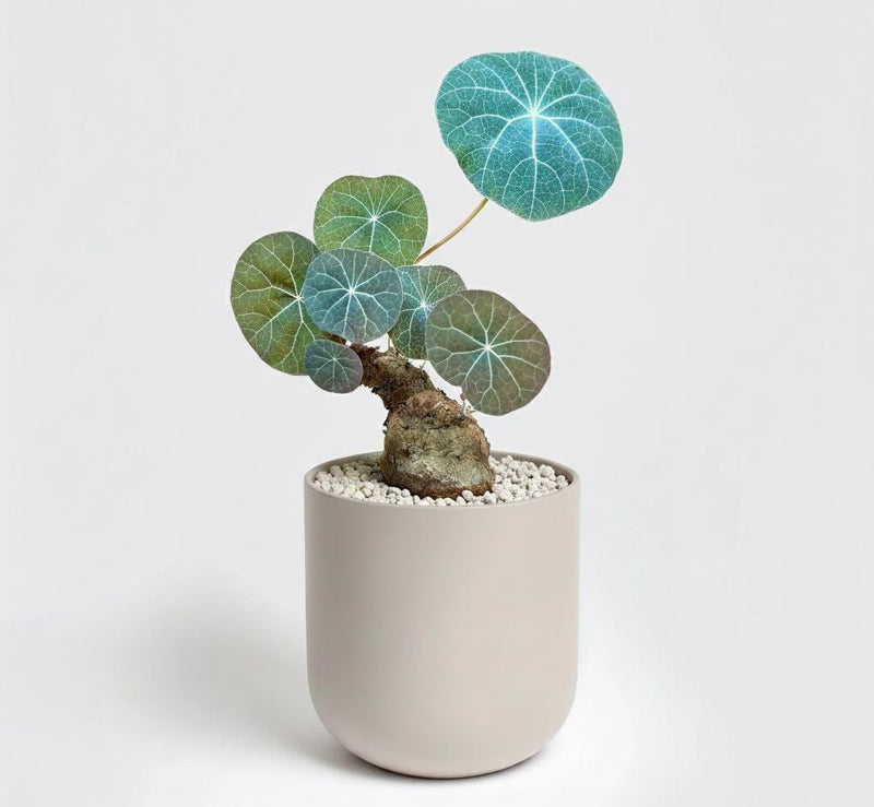 Stephania Kaweesakii Plant, Round-leaf Caudex Houseplant