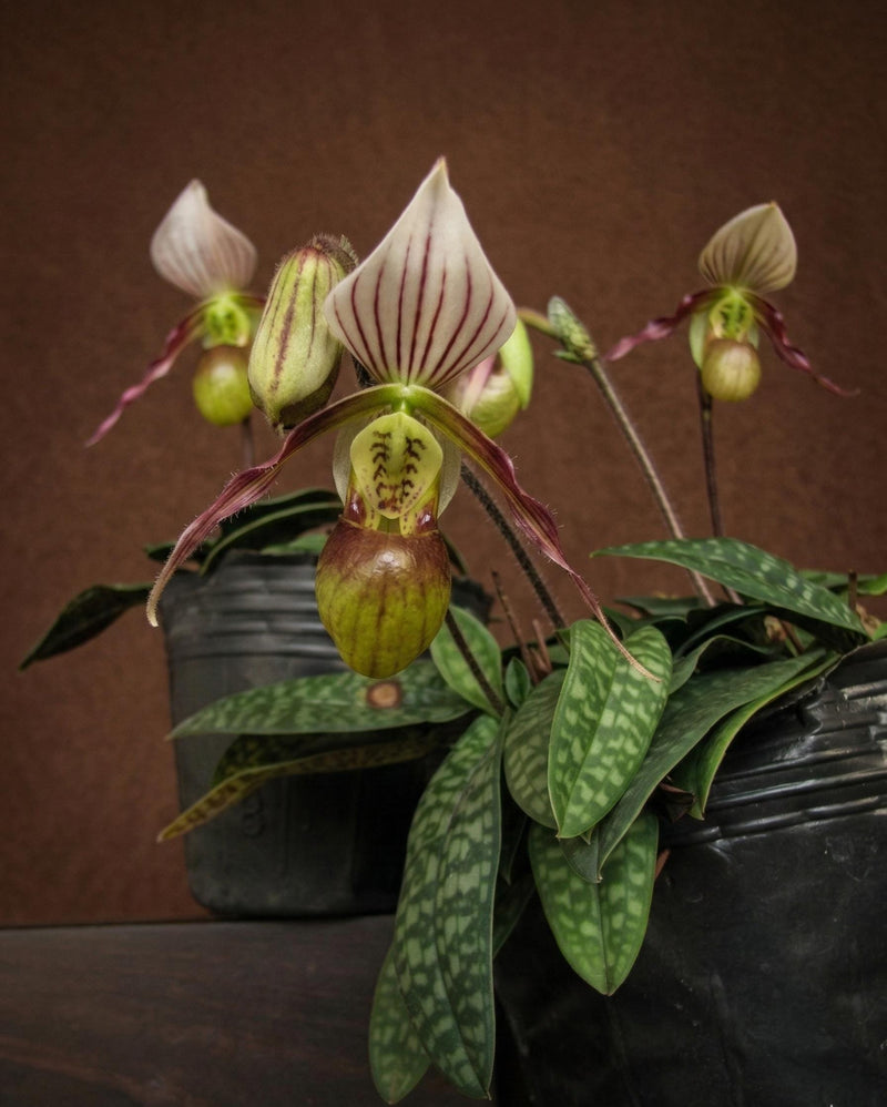 Paphiopedilum canhii Orchid Plant: Miniature Lady Slipper Bloom Size
