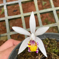 Pleione maculata