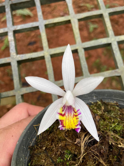 Pleione maculata