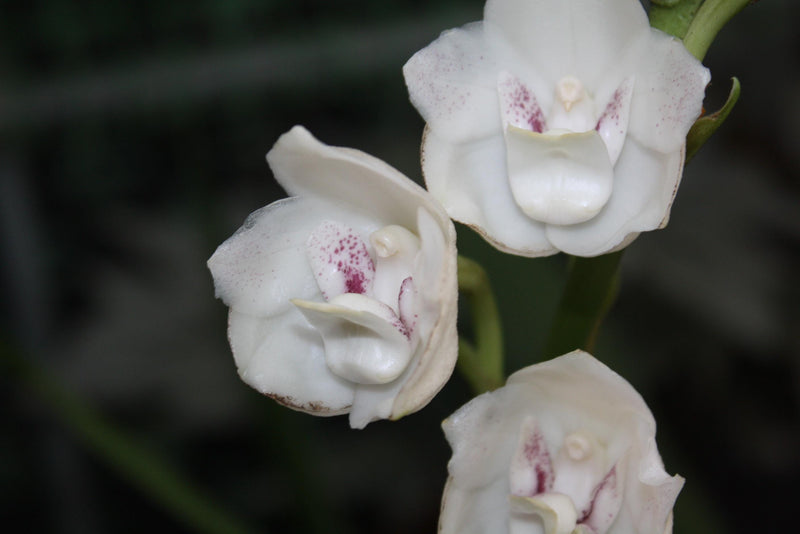 Peristeria elata Orchid Plant Most Fragrant orchid National flower of Panama